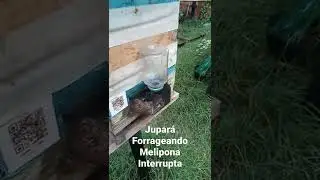 Jupar&aacute; Forrageando #jupara #asf #melipona #interrupta