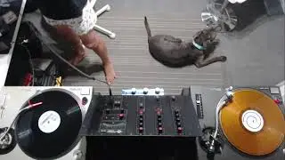Test Technics 1200 & 1210 Mk2 + Fader Cap PM-80
