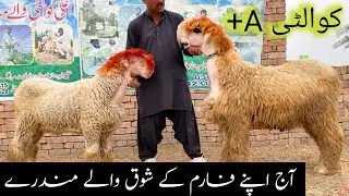top quality Mundra | mundra sheep farming | goat farming business | Ismail goat farm