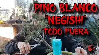 Pino Blanco Negishi fuera sacrificio! Bonsai Facil