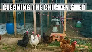 Cleaning the Chicken Shed before Winter 🥶 