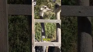 Ostriches | Nature's speedy sprinters!  #ostrich  #birds #nature