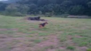 An airedale terrier is running.