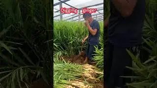 Fresh Ginger Pops Loose&mdash;Satisfying Every Time