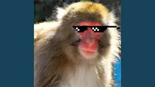 Funky-monkey-rap