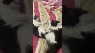 Будни сестер🐱😈sisters 🥰🐱#cat #catlovers #catshorts #cute #funny #funnycat