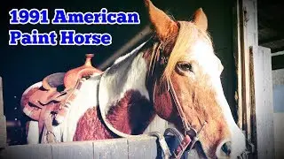 1991 American Paint Horse: Regular Car Reviews