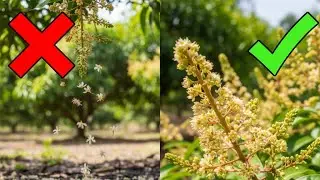 Why Mango Flowers Drop? ❌ Top Causes & Easy Solutions 🥭