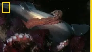 Une pieuvre g&eacute;ante du Pacifique attaque un requin