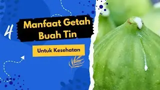 Getah Buah Ini Banyak Sekali Manfaatnya!