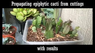 Epiphytic cacti propagation from cuttings (with results)