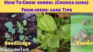 How to grow Sorrel  || chukka ( khatta palak) from Seeds 🥰 Growing Tips $ harvest #leafy vegetables
