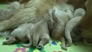 One week old golden retriever puppies