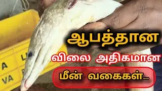 தென் கோடியில் கடைக்கோடி எல்லை கடலில் கிடைத்த ஆபத்தான மீன்கள் |விலைஅதிகமான மீன் மற்றும் மீன் விலை |‌