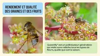 Queenfly (Eristalis tenax) syrphe pollinisateur de Polyfly