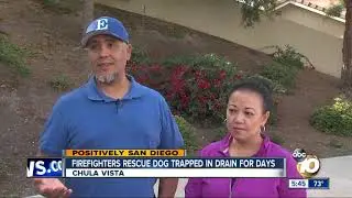 Chula Vista firefighters rescue dog trapped in drain for days