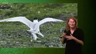 Gillian at Cemlyn Bay&rsquo;s Sandwich Terns colony, Anglesey | Springwatch 2023 (signed)