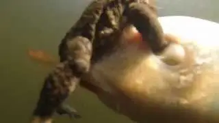 Vroege Vogels - Pad prikt koi in ogen