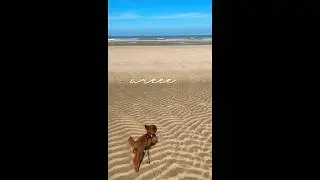 💚 #toypoedel #foryou #poedel #poodle #toypoodle #hond #fy #yt #happy