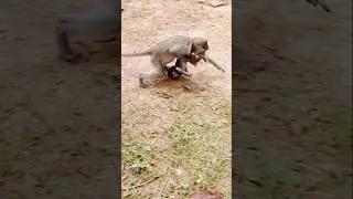 omg! lil monkey Bean stealing baby monkey 🐒🐵 Elena holding upside down #monkey #funny #anmals