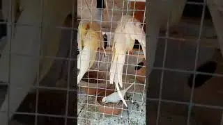 gorgeous Cock tails 😍😍😘😘😘