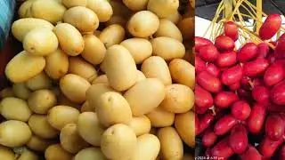 First-Ever Export of Kutch&rsquo;s GI-Tagged Kharek to DR Congo | Harikrushna Exports 🇮🇳✈️🇨🇩