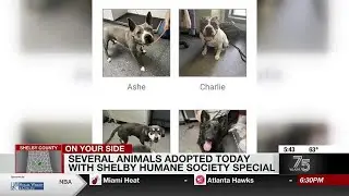 Several animals adopted today with Shelby Humane Society special