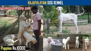 RAJAPALAYAM DOG KENNEL | Dreamer Paul Vlog