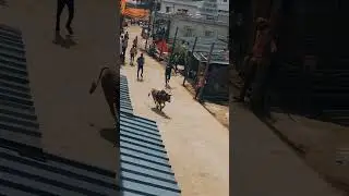 kachikoppa hori habba ❤️&zwj;🔥✨