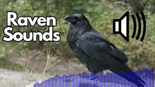 Raven Sound Effects (Caw/Croak) | No Copyright | Free
