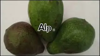 How To Make Avocado Smooties