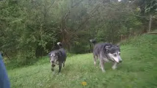 The power of the pack! Wild dogs' AMAZING relay hunting strategy | Life Story