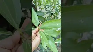 briyani leaf 🌿#shorts