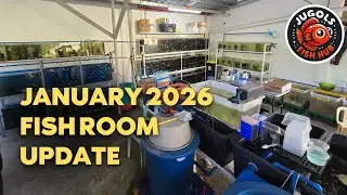 January 2026 Balloon molly breeding setup update @ Jugol's fish hub 