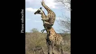 Climbing giraffe