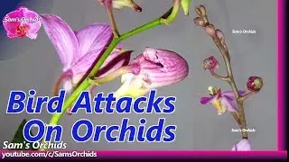 Bird attacks on orchids