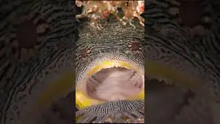 SPLENDID TOADFISH at the DENTIST