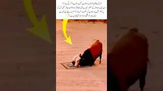 The Power of Prayer That Even Tames the Wild #foryou #prayforme #subhanallah #islamicvideo #shorts
