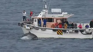 Wild Dolphins Aberdeen Harbour