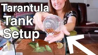 New Tarantula Tank Setup - Rehousing Ophelia