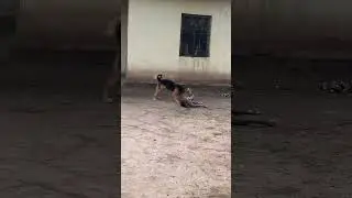 German sheford vs Pit bull #viralvideo #germanshepherd #trending #funnypitbull #pets #dogs