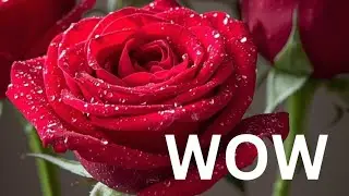 Beautiful Rose Flower Timelapse 😍✨🌹 #flower #roses #garden #nature #asmr #aesthetic #status #fyp