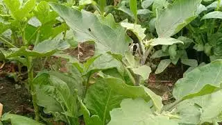 My Garden Tour part-2/ My beautiful terrace garden overview// Monsoon garden overview