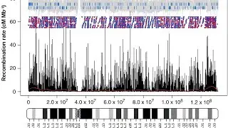 Recombination Hotspots explained