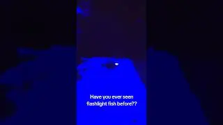 Have you ever seen a flashlight fish before?