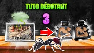 Commencer l'élevage de fourmis ? #3 ( Nettoyage et proposition de déménagement ) .