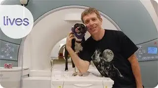 Dr. Gregory Berns Discusses Dog Psychology and Animal Rights