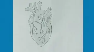 natural science| natural human heart draw in easy way | bio diagram.,#basic ,#still life drawing