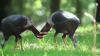 Wild Turkeys up close #wildturkey #turkeyvideos #wildlife #wildlifevideography #outdoors 