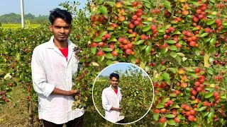 Miss India Apple Ber Farming || No-1 Apple Ber ki kheti ( 3-4 Lakhs Profit )📞8240727580 West Bengal 
